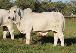 V8 976/7 Top 5 Marbling Bulls This ranking takes in to consideration ultrasound marbling score and