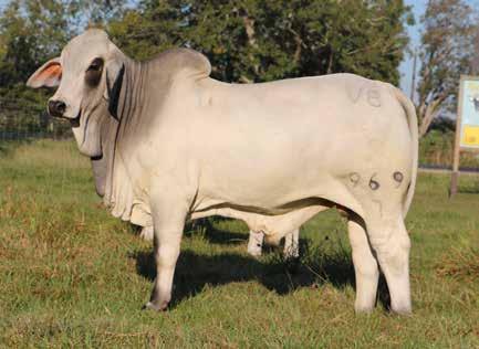 POWER Scurred bull that is the longest bodied bull in the sale. This bull can dress 32.