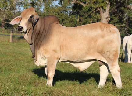 V8 700/3 Miss V8 21/3 Moderate frame, lowest BW bull POWER of sale, tied for largest scrotal circumference of 39 cm. 19.72 Tied for highest marbling EPD of sale.