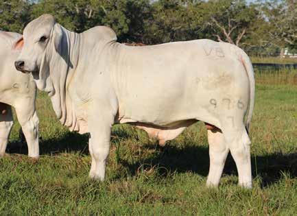Charley Manso (+)Miss V8 188/5 (+)JDH Datapack Manso JDH Lady Ramba Manso Mr. V8 825/3 +Miss V8 287/3 Moderate frame, #2 IMF bull of sale, POWER largest REA/CWT of sale, top carcass bull of sale. 17.