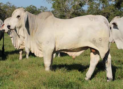 Extremely complete bull that offers growth, eye appeal, and fleshing ease. Smooth shouldered and clean jointed. Mother is a full sister to Mr. V8 274/7, George. POWER 37.