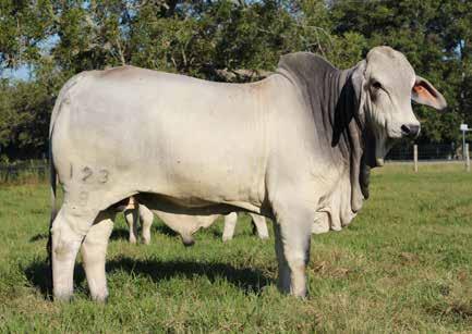 Manso JDH Miss Pasivo Manso JDH Zenith Manso JDH Lady Charla Manso #1% IMF Bull of sale, most gentle POWER bull in sale, best milk EPD of sale, moderate frame. 23.
