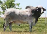 JDH Cannon Manso 69/8 (Owned by V8 Ranch) 2. LD Chester Malee 92 3. Mr. V8 380/6 4. Mr. V8 85/7 5. Mr. V8 139/7(P) HIGH INDEXING SIRE GROUPS FOR MARBLING 1.