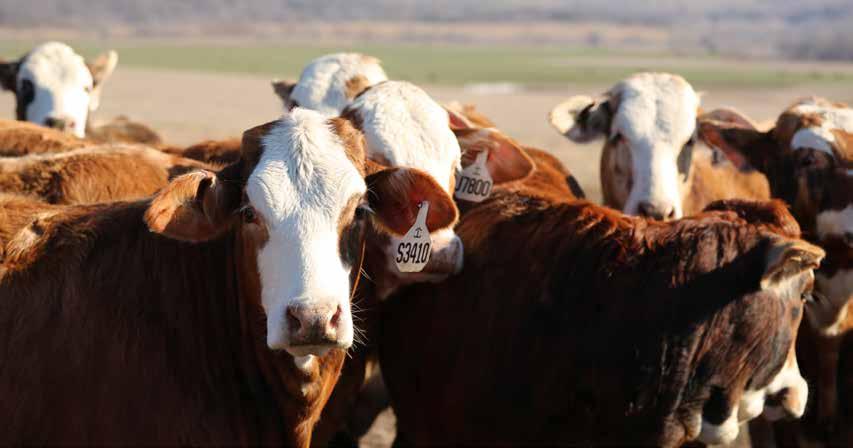 The program identifies load lots of cattle sired exclusively by bulls purchased directly from qualified seed stock producers such as V8 Ranch.