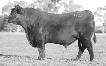 8 Acc 99% 99% 99% 99% 98% 97% 95% 98% 92% 91% 91% 90% 86% 88% Angus Breeding Index $117 Domestic Index $111 Heavy Grain Index $119 Heavy Grass Index $116 Reality is a bull that has been used heavily