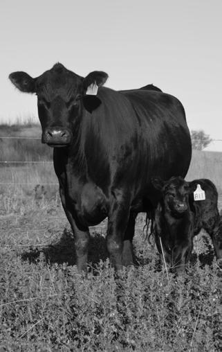 FEMALES ARE OUR FOUNDATION Bulls are our business, but females are our foundation. For the past 14 years our Angus cows have been very good to us.