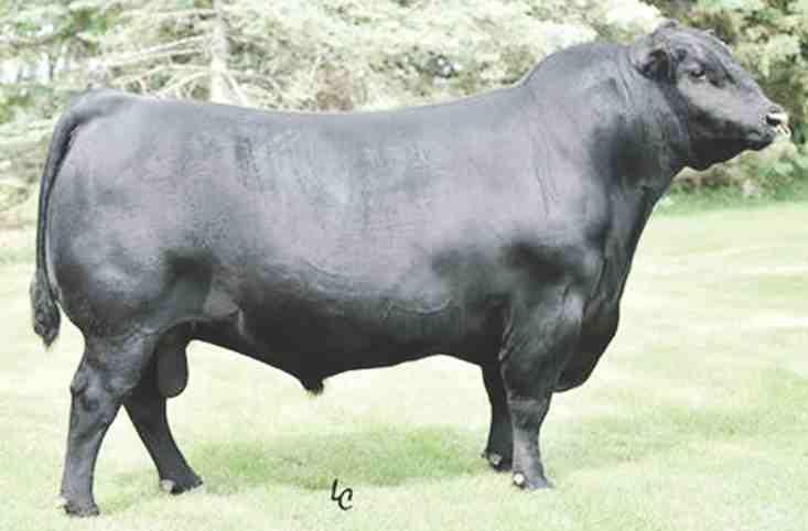 REFERENCE SIRE S TITLEST 1145 IMP 1145Y MARCH 25 2011 #1714045 BW: 72 LBS. ADJ 205 DAY WT: 785 LBS. ADJ 365 DAY WT: 1391 LBS.