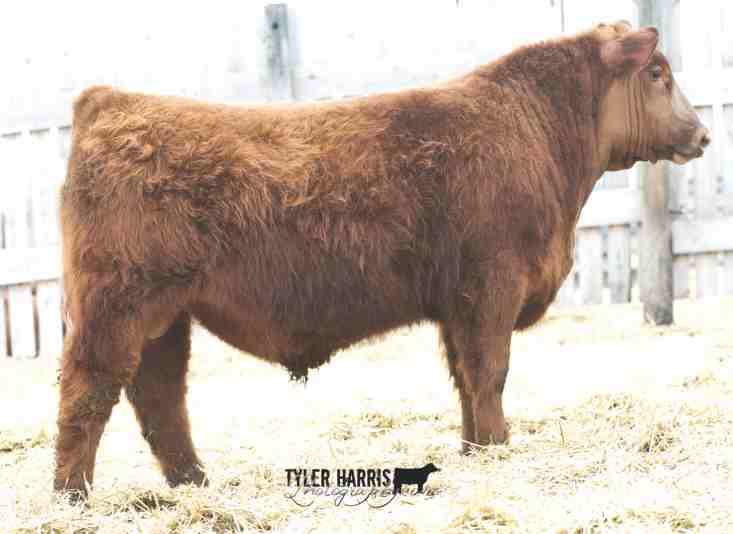 89 - Barmaid 5206 is an Elite Dam and a daughter of the female producer Dwajo Gladiator 32L.