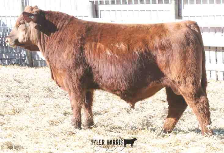 78 - CALVING EASE Rosa 230X is an Elite Dam as recognized by the Canadian Angus Association.