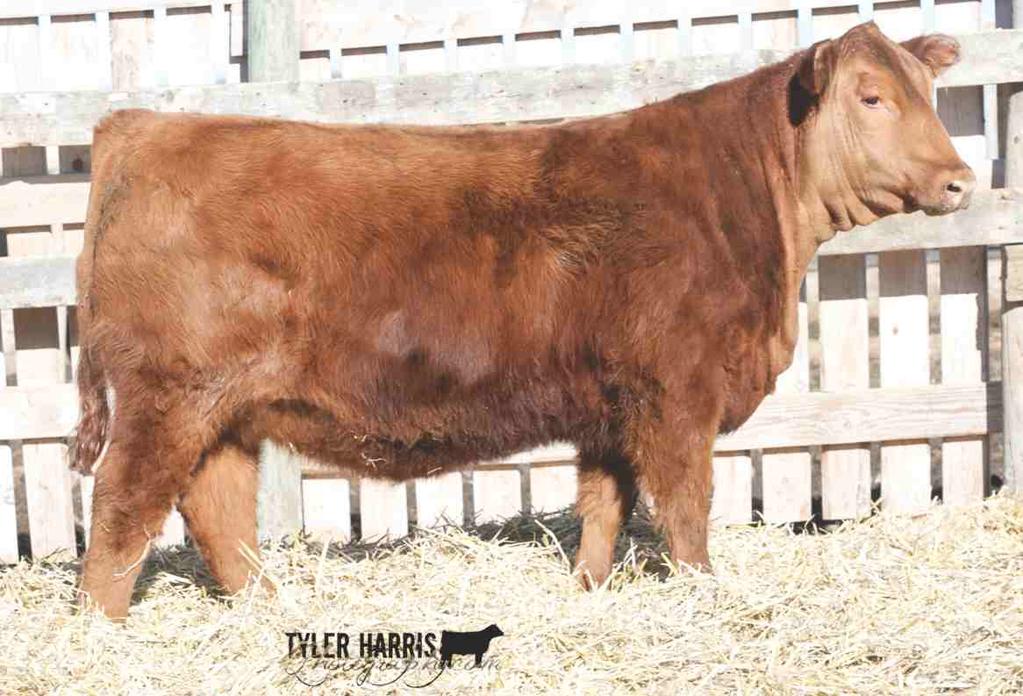 RED WWF LADY 58D WWHS 