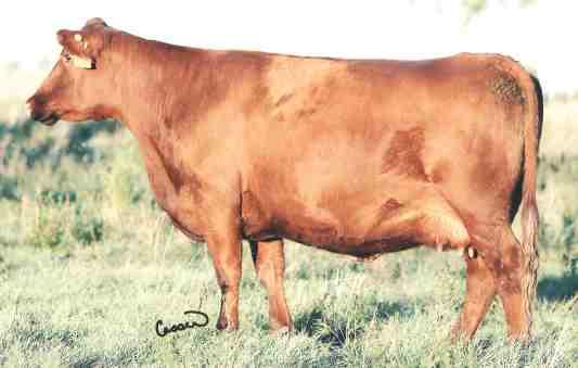Lady 58D is one of the best daughters of Provincial that we have produced. She is long, deep and powerfully made yet very feminine through her front end.