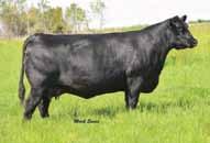 Unanimous Bulls... Vision Unanimous 1418 Peak Dot Reference Sire 9 Sons Sell!