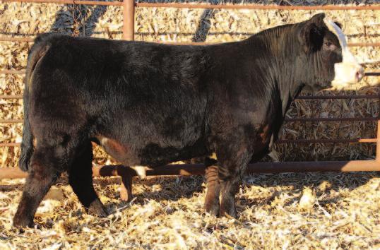 4 41.8 0.18-0.31-0.05 0.95 125.5 69.5 108 763 1342 37.8 3.82 3.64 Need a bull with more frame and length of body, check him out.