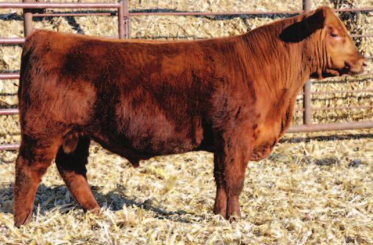 93 94 EIR DT202-4 Reg #: 3565827 BD: 2/14/2016, ET Red, Polled, 1A RED ANGUS BUF CRK THE RIGHT KIND U199 93 PIE THE COWBOY KIND 343 PIE CASCADE 561 BIEBER