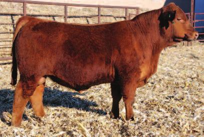 He also has the data to back it up, being the #1 Red Angus bull for WDA and 125 day gain and #2 Adj YW bull. He looks like he should have some Simmy in him, but he is all Red Angus.