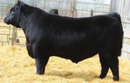 WCR DS Dream Look 272 S A Romeo 1202 AAA # 17461178 BD: 2/23/2012 A son of the calving AAA # 17392486 BD: 1/17/2012 Romeo is an easy going bull. ease Dream Look. He is a 6.5-7 frame good footed bull.