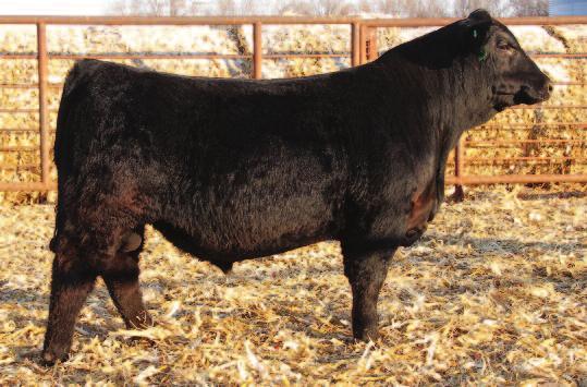 ES W46 SONS S 10-15: We never thought the day would ever get here when we could finally offer a set of calves out of our W46 donor.