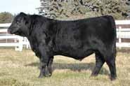 Dam is a maternal sister to herd bull, past High Seller and Supreme Champion, Remitall F Prospector 110Z 2 year old dam is