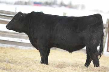 producing cow families at Remitall Farms Many top bulls in this sale out of Tibbie cow familylots 84D, 148D, 156D, and 177D Granddam is designated Elite Dam by CAA Maternal sister was a successful