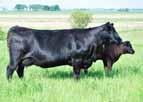 a bright future destined to be donor female Granddam is designated Elite by CAA with 8 calves registered Terms to be announced 846 1311 0 1210 2.