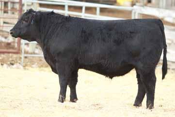 4 BR POLLY 8077-472 CUDLOBE YELLOWSTONE 80M ANGUS GLEN FAVORITE 9N REMITALL H RACHIS 21R REMITALL TIBBIE ENTENSE 162L 53 100 23 49-2 4 Highly maternal with lots of performance Yearling index 111