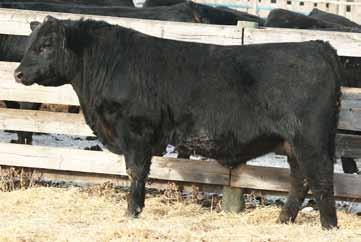 8 BR POLLY 8077-472 BLIND CREEK LAD 25H LINWOOD ELBA 19S HYLINE RIGHT WAY 781 LINWOOD LADY BATE 2N 43 88 17 38 0 3 Indexing 111 yearling Maternal brother sold in 2015 sale to Midpoint Farms, AB