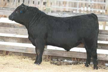Page 27 Square made with extra shape and muscle Dam is maternal sister to Herdsire, Remitall F Odyssey 67X Dam sold in Power and Perfection Sale for $16,500 for half interest to Breed Creek Angus