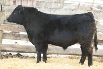 9 S A V MASTERPIE 5289 GDAR FOREVER LADY 0100 CUDLOBE YELLOWSTONE 80M ANGUS GLEN FAVORITE 9N REMITALL H RACHIS 21R REMITALL TIBBIE ENTENSE 162L 62 112 24 53-3 -1 Brigadier son with lots of growth and