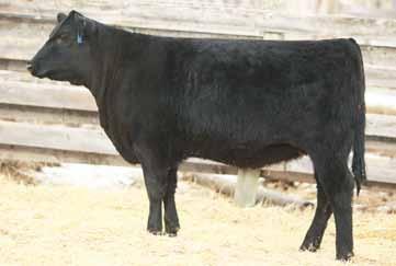 OPEN YEARLING HEIFERS 16D Remitall F Pride 16D 1909592 :: GR 16D :: January 12 2016 S A V IRON MOUNTAIN 8066 S A V ANGUS VALLEY 1867 S A V MAY 2397 CUDLOBE IN FOCUS 5S REMITALL F PRIDE 16B REMITALL F