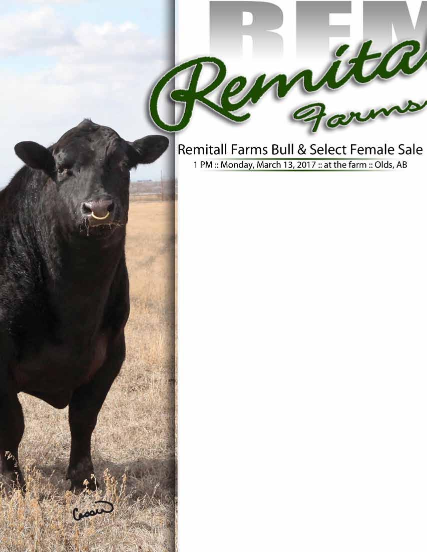 Sale Location: At the Remitall Sale Facility (Richard s Farm) 4 miles south of Olds on Highway 2A, 1 mile west on Amerada RD (TWNSHP #322) Remitall Contacts: Richard Latimer... (cell) 403.507.