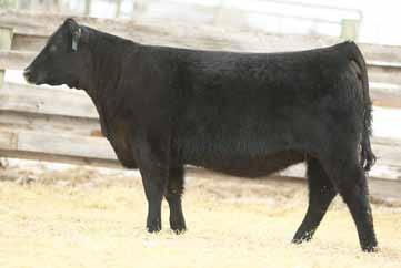 2 53 91 17 44-2 3 675 Big bodied Unanimous heifer will make outstanding cow Two maternal sisters in herd Maternal sister was a feature and high seller in 2015 sale to Remington Land and Cattle