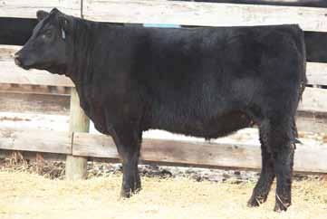 Page 42 Feature Connealy Earnen daughter Brood cow prospect with loads of mass and volume 137D 86 690 Remitall F Duchess 137D 1909697 :: GR 137D :: January 30 2016 4.