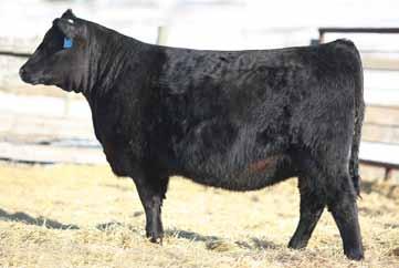 Page 44 Powerful Brigadier heifer with loads of performance and easy doing ability Maternal sister to the dam of Feature Earnen heifer Lot