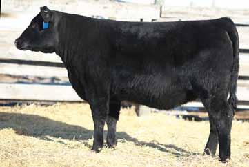 Page 45 Feature Prospector female, big time show heifer prospect Square hip and topline with lots of middle and a long angular front end Same cow family as Lot 43D 235D 78 699 Remitall F Countess