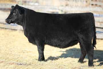 8 S A V MASTERPIE 5289 GDAR FOREVER LADY 0100 CUDLOBE YELLOWSTONE 80M ANGUS GLEN FAVORITE 9N REMITALL JANESSA 641S 65 113 27 60-2 0 720 Loads of performance and growth Will make a true brood cow,