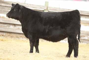 shape and dimension Prolific producing cow family never misses Pedigree strength with bulls such as NetWorth(twice), Final Answer, Pioneer, and Vermilion Dateline Maternal sister in herd 290D