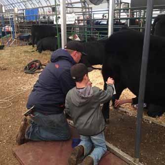 Transfer Of Pedigrees- The buyer will be provided a pedigree for the registered bulls transferred in the books of the Canadian Angus Association. Liability- Remitall Farms Inc.