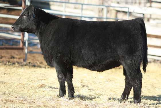 Page 50 A young Rage 9A heifer with loads of breeding potential Real sweet fronted with lots of shape and dimension.