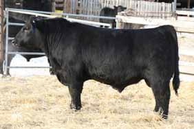 Creek Farms ON, Southveiw Farms, ON Remitall F Crossfire 102C-$34,000 to Bandura Ranches