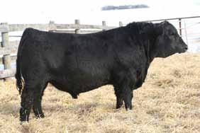 Creek Farms, ON and Southview Farms, ON EPD: Expected Progeny Differences (EPD s) are used to