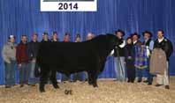 0 Canadian National Bull Champion 2014 CWA Remitall F Prospector 110Z has captured the attention of many top cattlemen and Angus breeders over the last couple years.