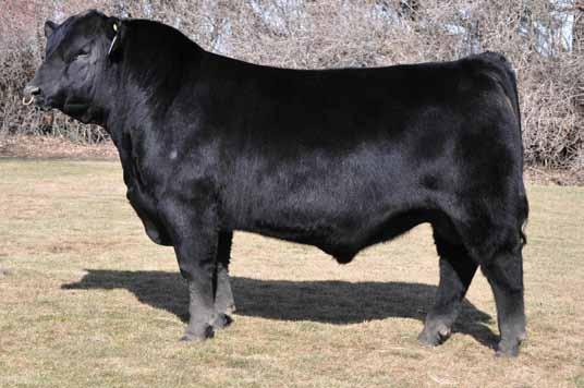 Page 8 REFEREN SIRES 2015 Remitall Farms Bull Sale High Selling Bull at $30,000 to LLB Angus, AB Loads of shape and muscle, big square hip and hind quarter with wide, strong topline Great EPD