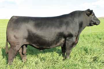 0 One of the most popular, powerful and dominating young sires in the Angus breed Efficient and real world fleshing ability, with natural thickness, muscle, masculinity, feet quality and authentic