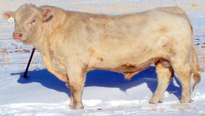 The calves are moderate-framed, thick, deep, and easy fleshing with super dispositions. He has excellent feet and legs.