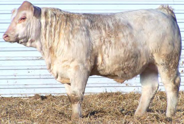 25 1159 4-1.4 32 53 2 4 18 0.8 0.18 13.32 1.19 2.12 If you are looking for a bull that will give you excellent calving ease and top weaning weights, take a look at this guy. He has a -1.