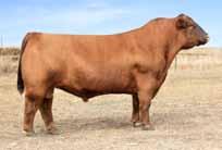 0 66 99 22 3 9-8 10 0.52-0.05 24 0.19-0.02 In 2014 we sold half of Persuasion to Jeffries Land & Cattle in Oklahoma. This year we have decided to sell all of her.