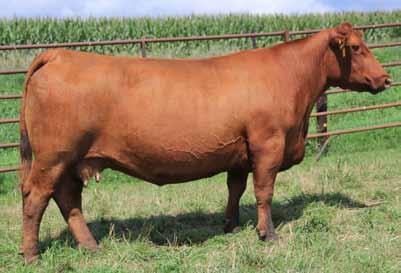 Sired by MVK Logan and a BFCK Cherokee Cnyn 4912 dam. This recip has been a no miss female for us.