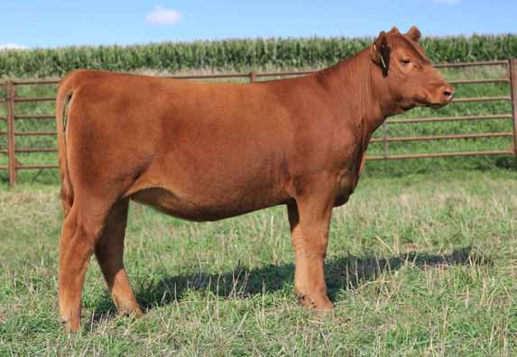 I know this heifer has a bright future in the show ring but it will be even brighter as a cow. She will stamp her calves with her femininity and muscle ever time.