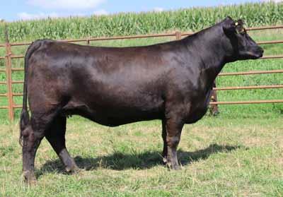Adel A powerhouse cow is the best way to describe Adel. She won the Supreme Champion Female honors at the Kentucky State Fair in 2014.
