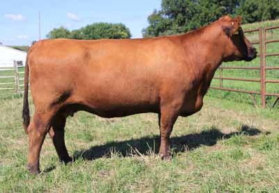 02 Lot 20b Recip Full sibs to lots 21 & 22. The recip is a Registered Red Angus female. She is sired by HSCC Red Fox 905W and out of a 6R Cherokee 508 dam.